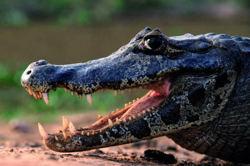 Embark on a Guyanese adventure