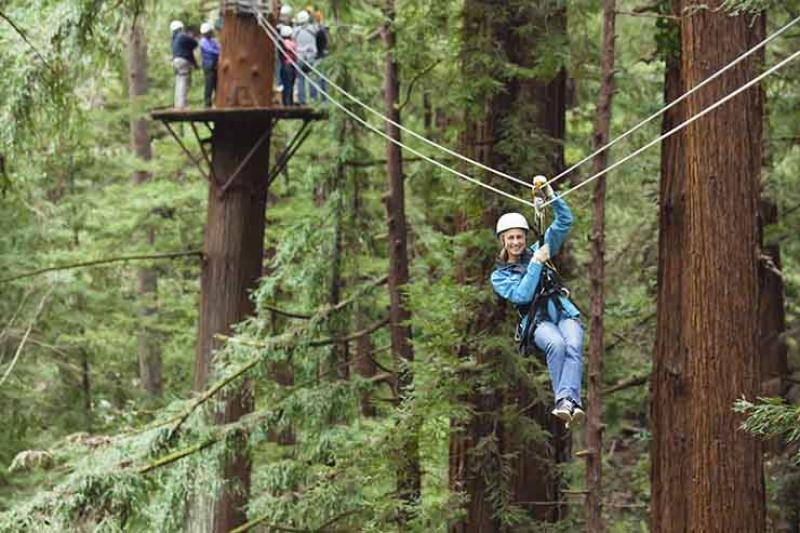 Redwoods