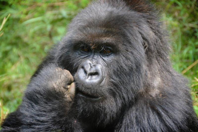 Gorillas will only be spotted at higher altitudes