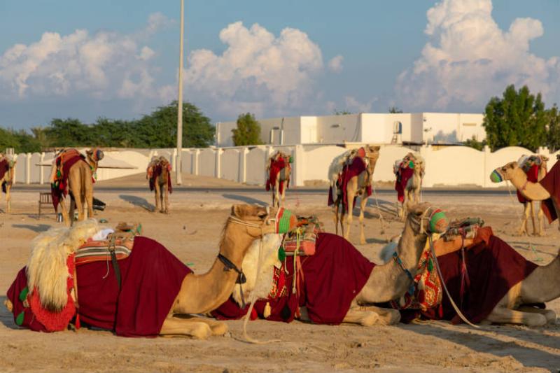 Camels in the desert south of Doha. Picture: Peter Ellegard
