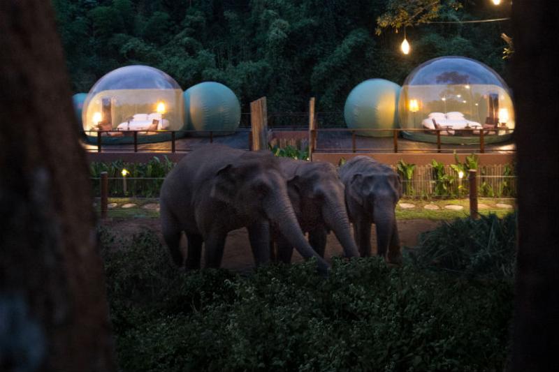 Guests can also use the Jungle Bubbles to stargaze
