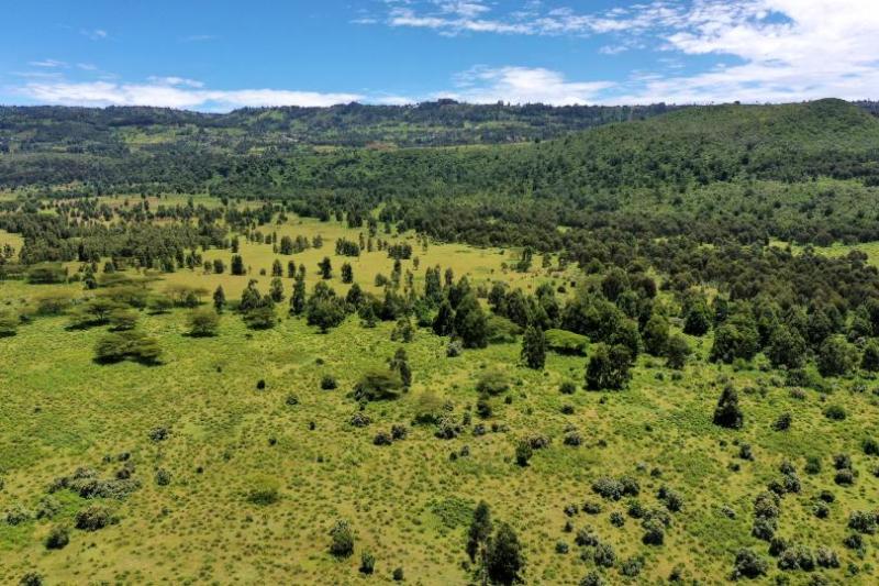 People living in communities local to Kijabe are planting and tending the trees