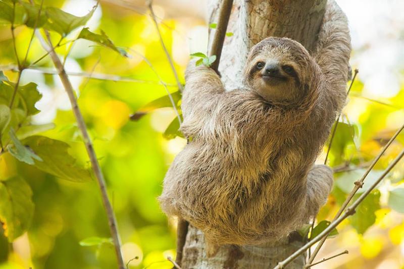 1. Sloths