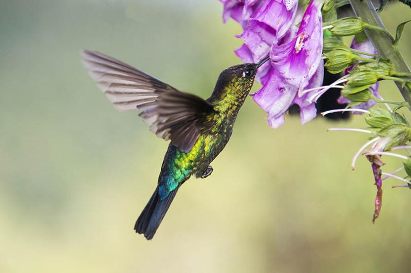 5. Birds