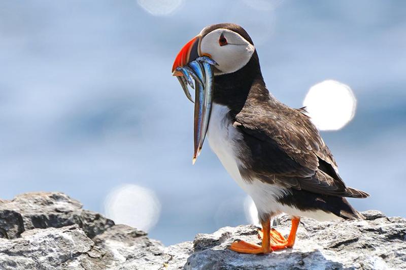 Puffins, Hurtigruten