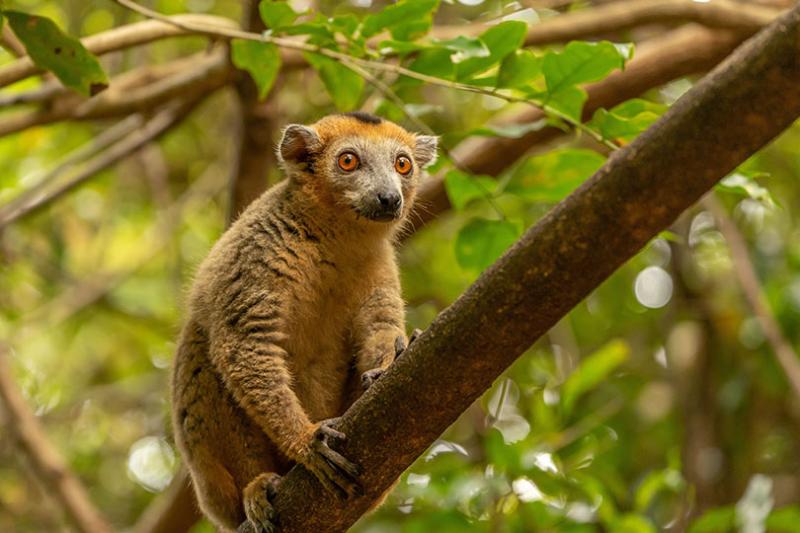 Madagascar is a new product development for Luxtripper (image: Hans-Jurgen Mager, Unsplash)