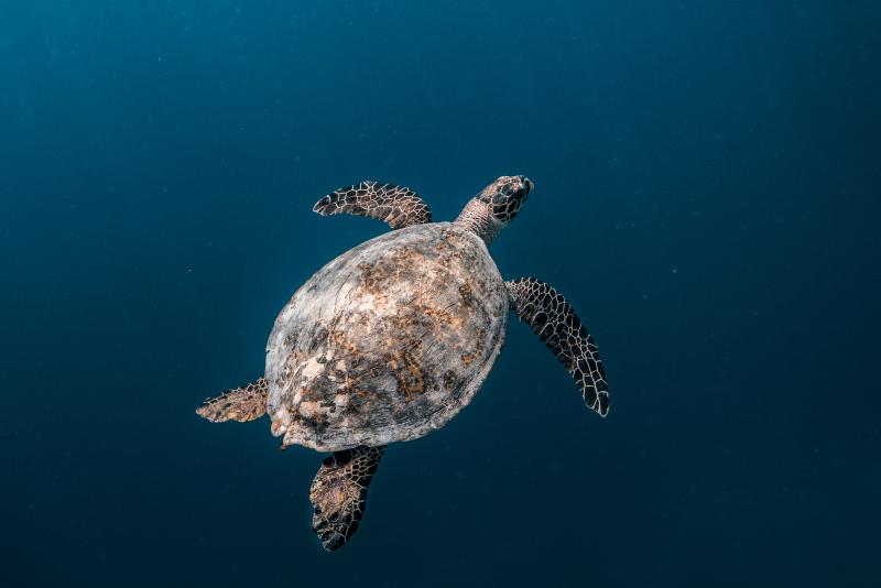 Hawksbill turtles could be among those to benefit (Credit: Mohamed Rizhan)