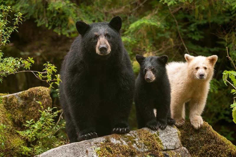 Bears in British Columbia. Photograph by Ian McAllister