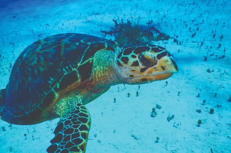 The island has been created to act as a reserve for local wildlife