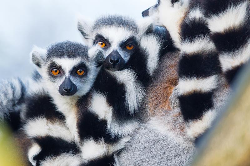 New itineraries include an 18-day Silver Cloud voyage in April 2024 exploring East Africa's Indian Ocean islands, including Madagascar 