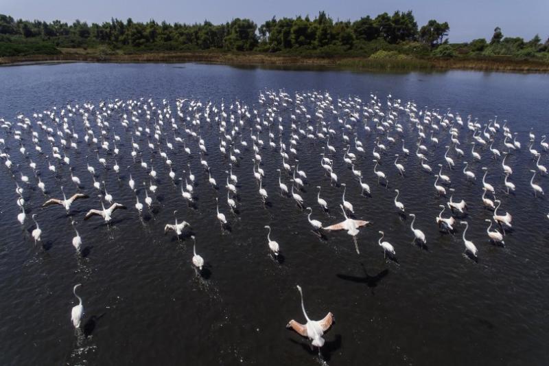 A wetlands birdwatching walk showcases lots of species including flamingoes
