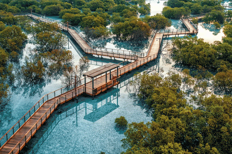A mangrove forest is one of many steps employed by the airline