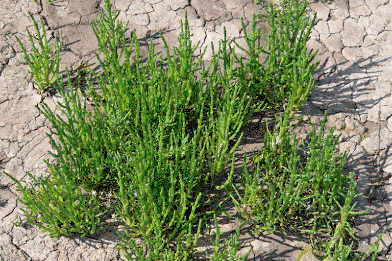 Salornica in being used in biofuel trials by Etihad and SBRC