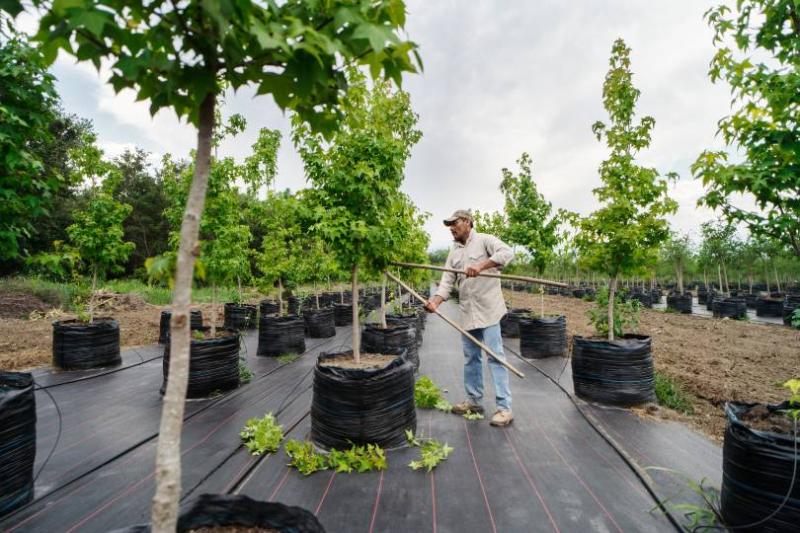 Clients can get involved in reforestation projects