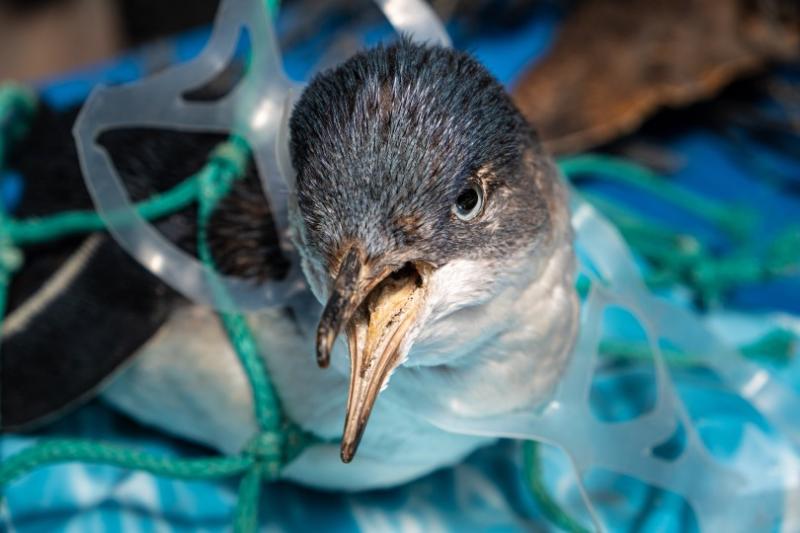 The Iberostar Foundation supports various marine conservation projects