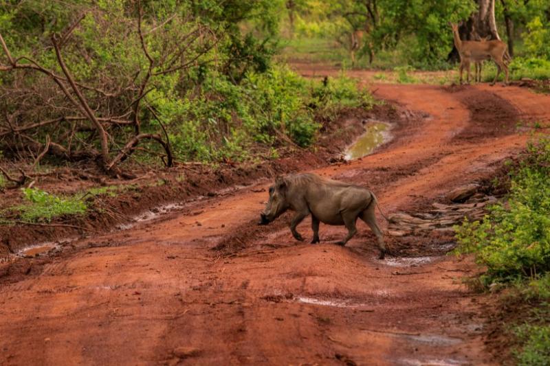 Mole National Park in Ghana