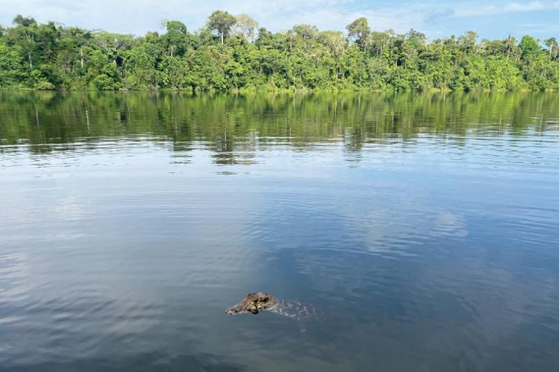 The Peruvian Amazon is home to a huge array of wildlife