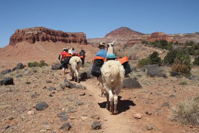 Walking llamas in Capitol Reef National Park © Claire Dodd