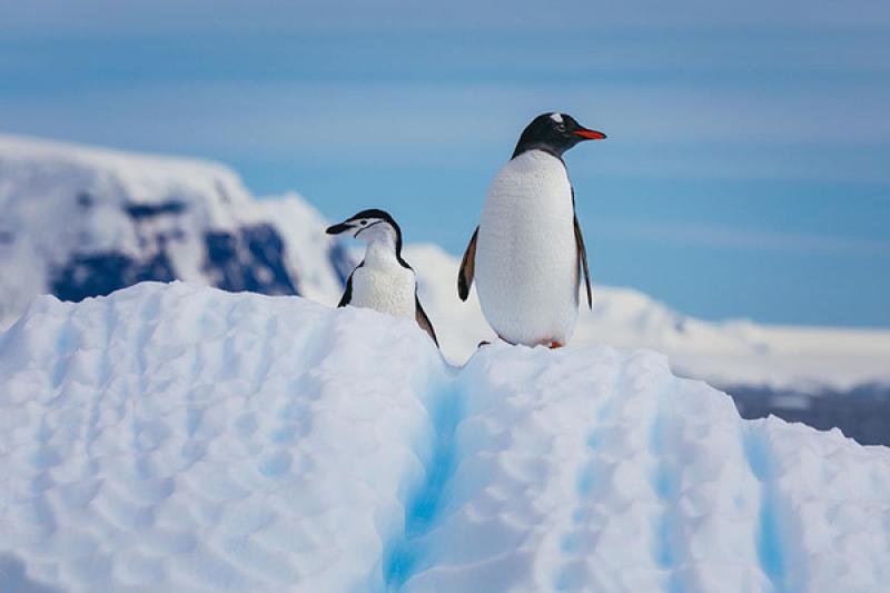 Petite gentoo and chinstrap penguins can be spotted across the Antarctic Peninsula. Credit: Quark Expeditions / David Merron