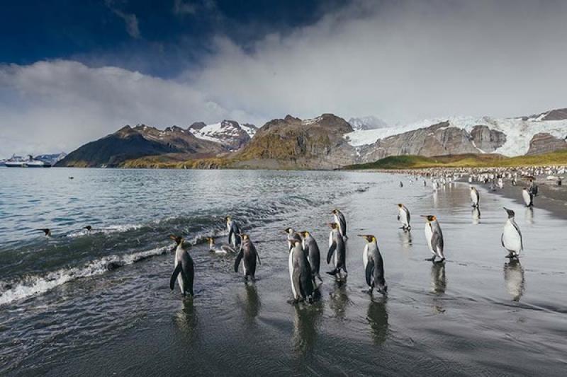 King penguins in South Georgia. Credit: Quark Expeditions / David Merron