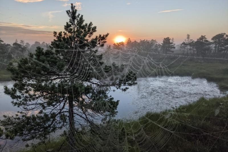 A sunrise "bog walk" in Kemeri National Park