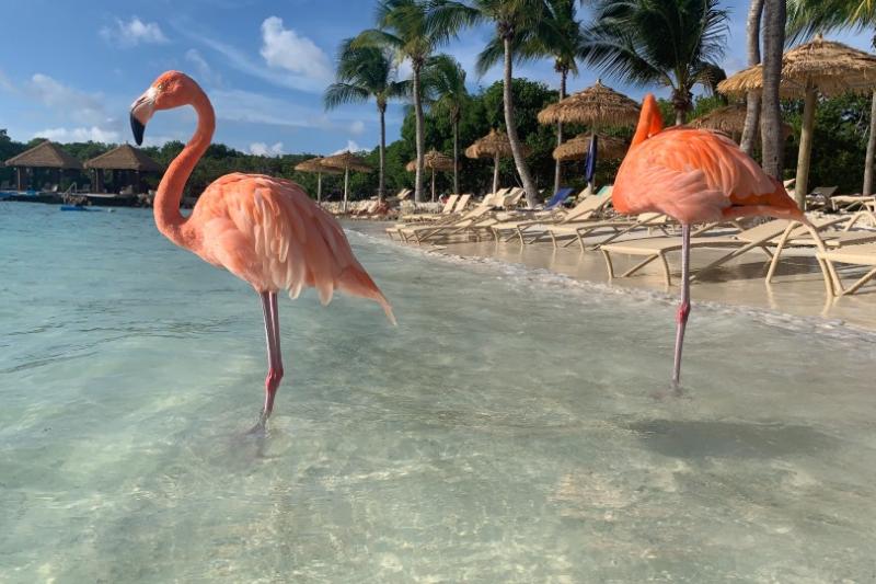 Flamingos on Renaissance Island © Claire Dodd