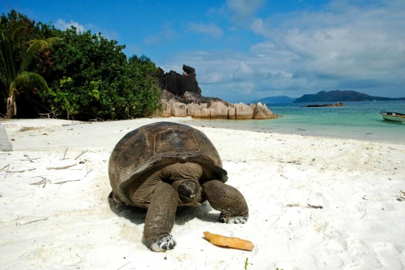 Curieuse Island has more than 300 of these magnificent reptiles