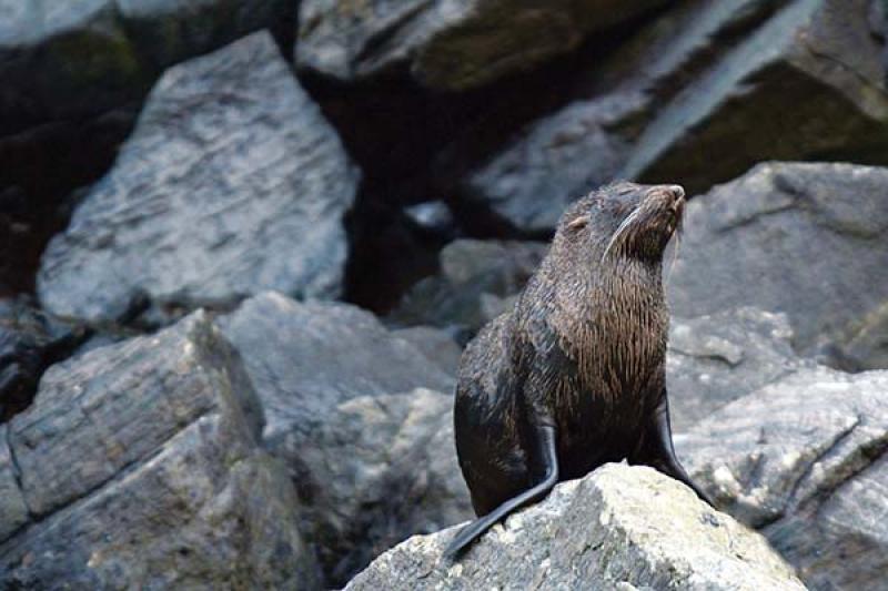A South American fur seal 