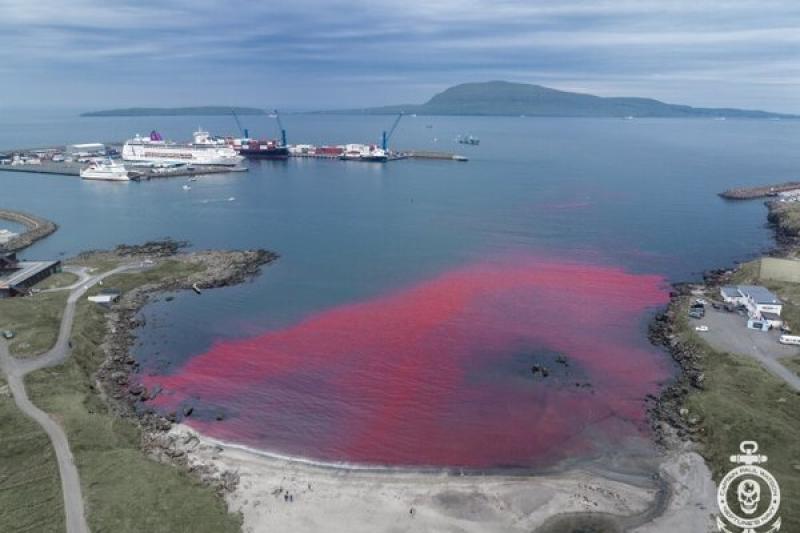 Cruise passengers bear witness to aftermath of brutal whale slaughter