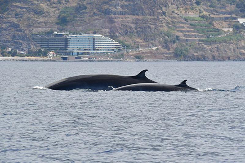 The Madeira Whale Heritage Area is already a hub for nature enthusiasts. Credit: Fatima Kutzschbach