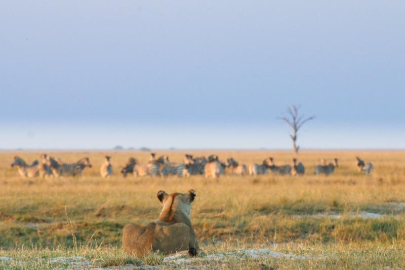 A lion eyes a dazzle of zebras at Chobe National Park