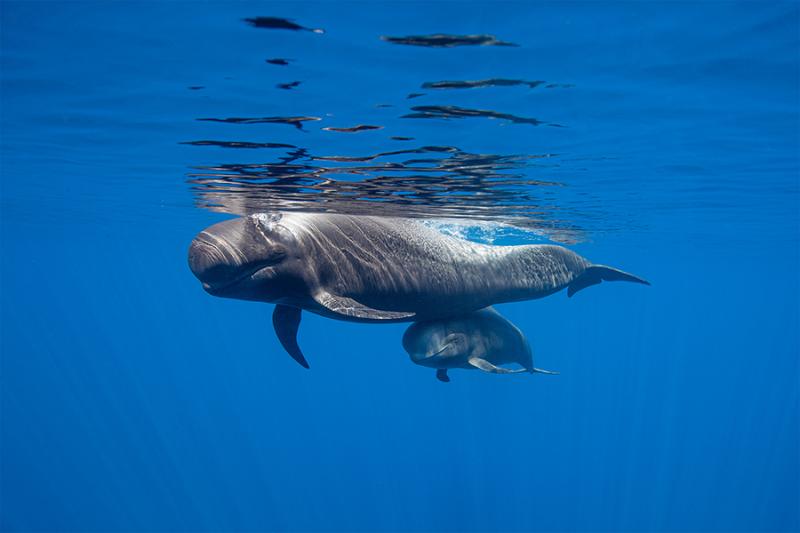 Pilot whales Tenerife 