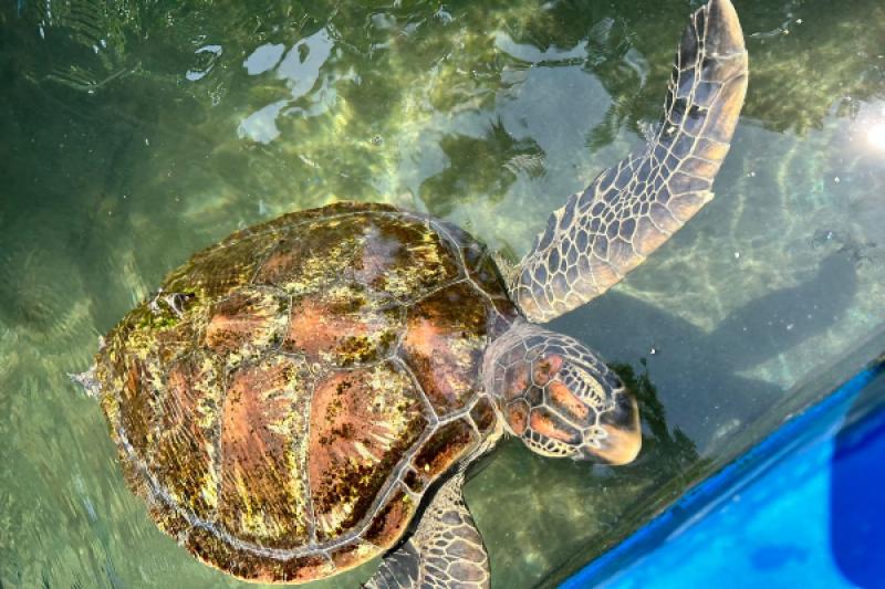 Rescue turtle Gaya at Gaya Island Resort's marine centre