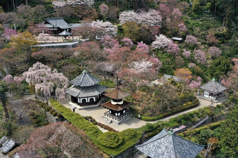 Kyoto cherrry blossom