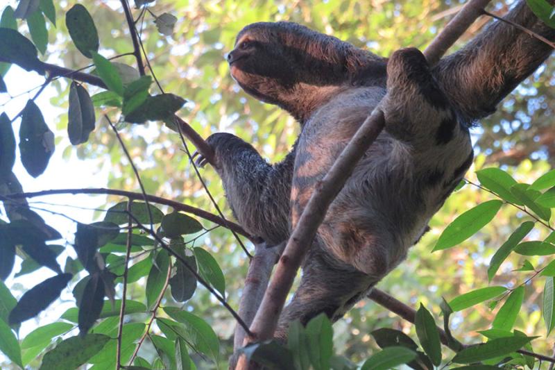 Sloth © Tamara Hinson