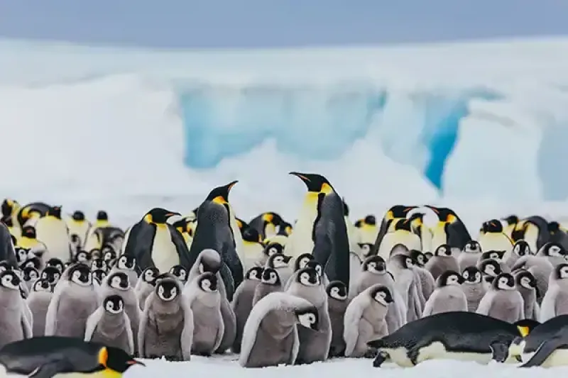 Emperor penguins can be seen on Snow Hill 