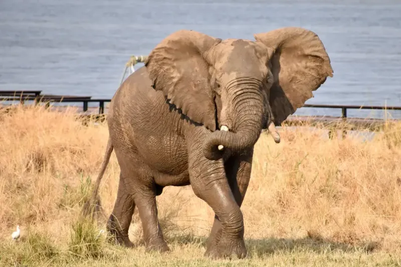 Elephant