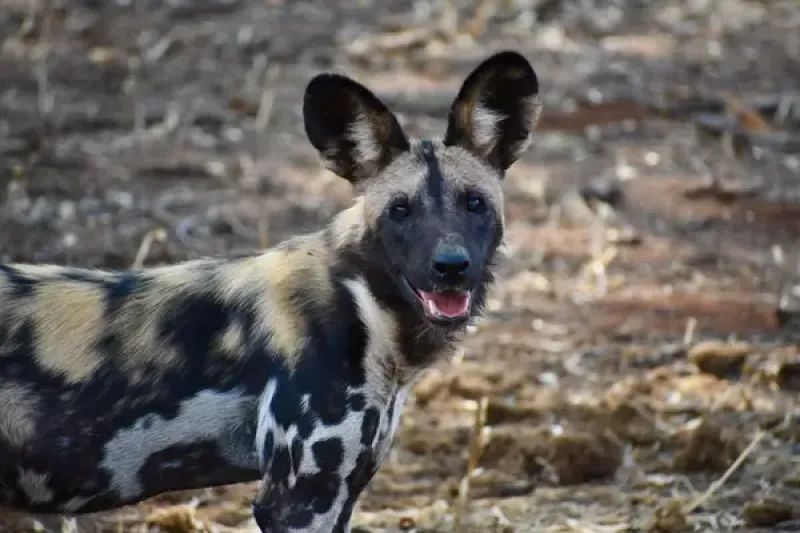 Wild dog