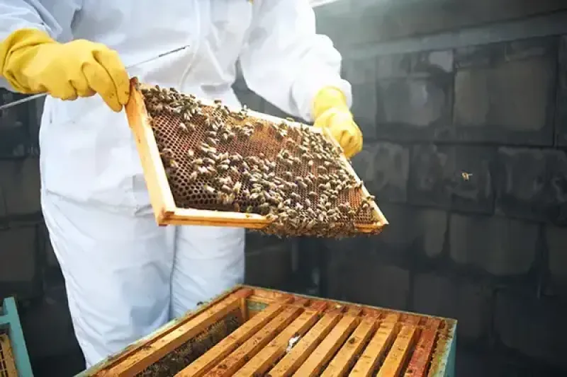 Trafalgar invites guests to learn about beekeeping in Prague as part of a Make Travel Matter experience. Credit: Getty