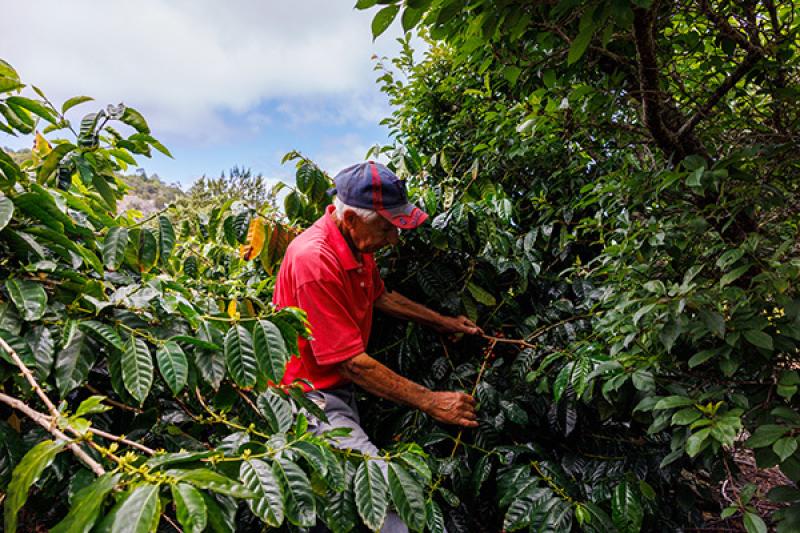 November: Coffee picking
