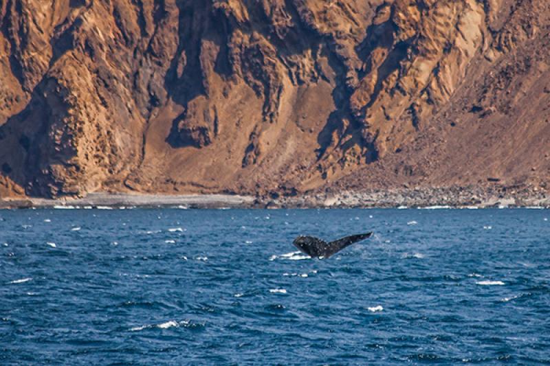September: Humpback whale watching