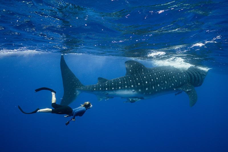 February: Whale Shark Festival
