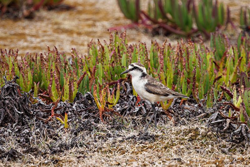 March: Wirebird nesting season