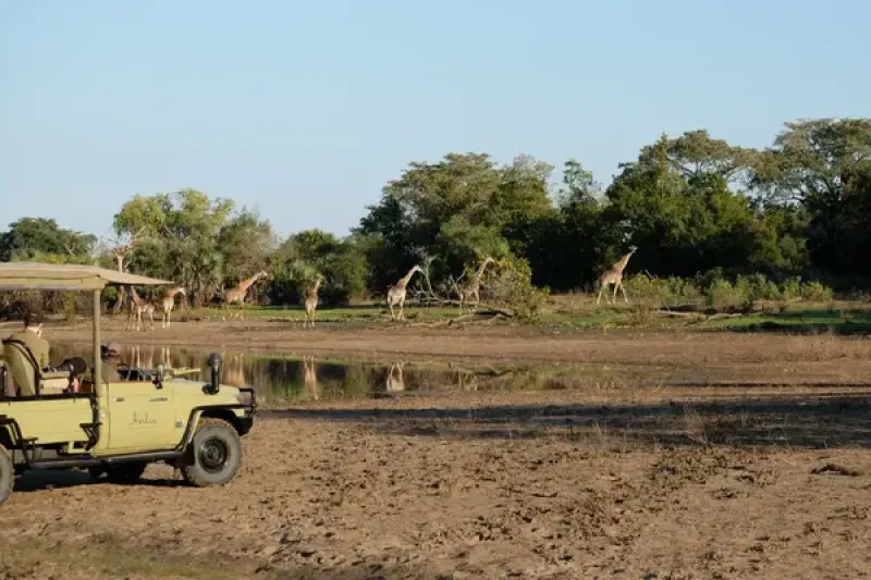 Asilia safari