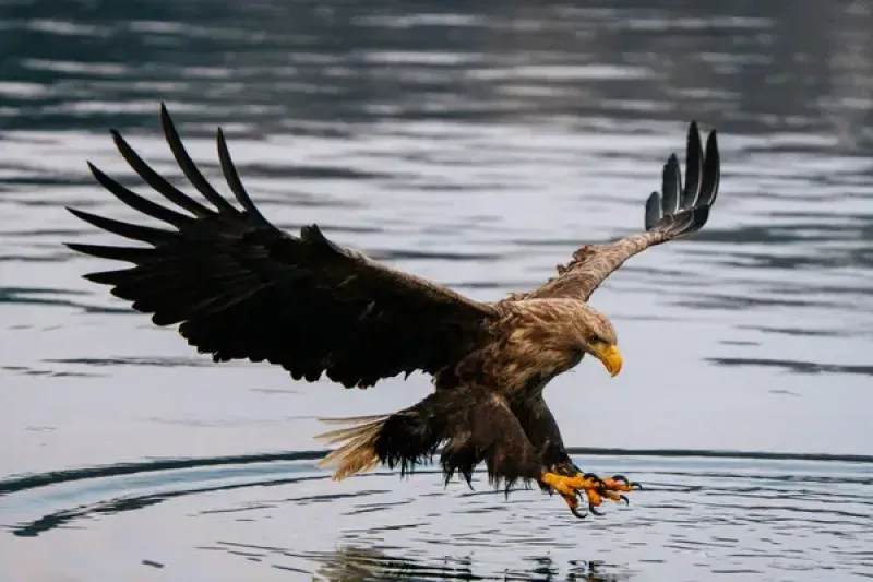 Sea eagle