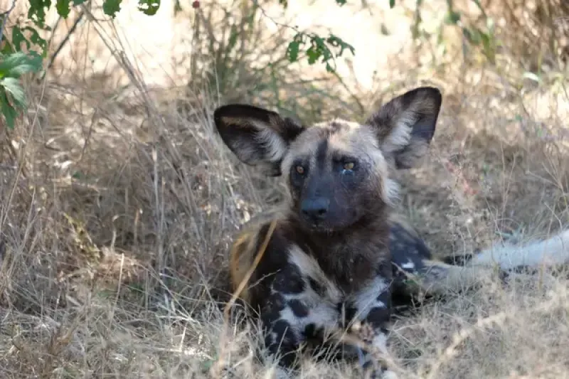 Wild dog