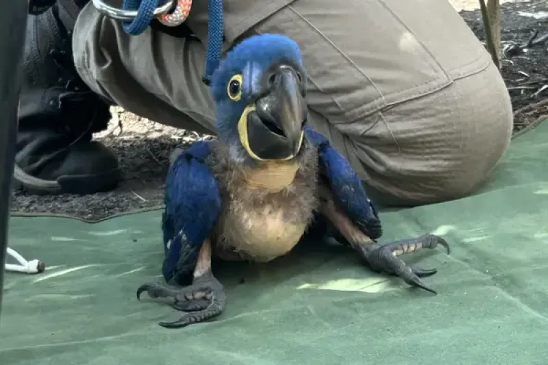 Hyacinth Macaw