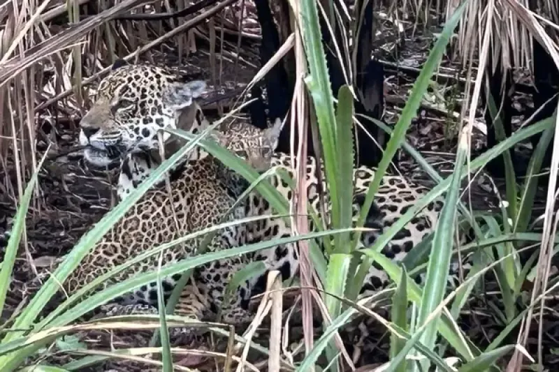 Surya_and_Dakari_jaguars_Caiman_Pantanal © Katherine Masters