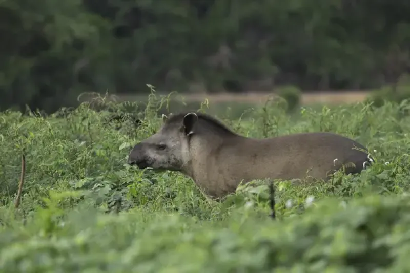 Tapir