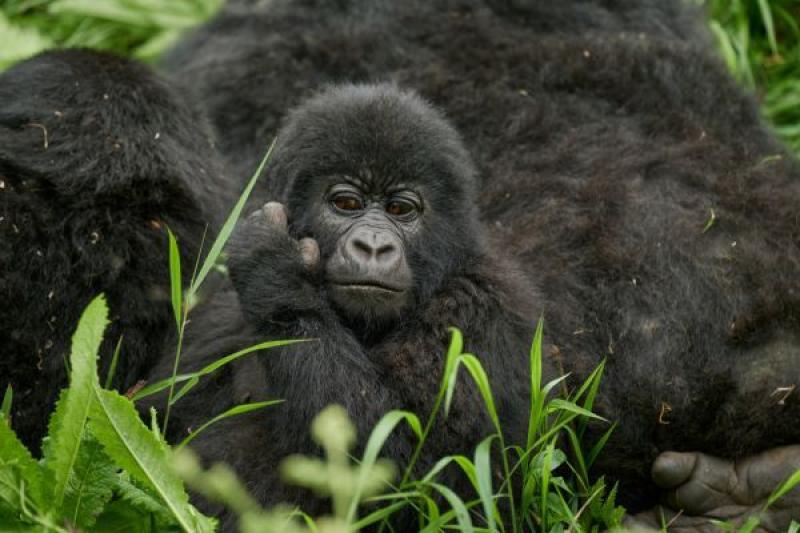 Gorilla